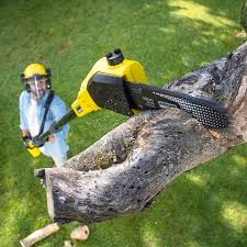 How Our Tree Care Process Works  in  Fairview, GA