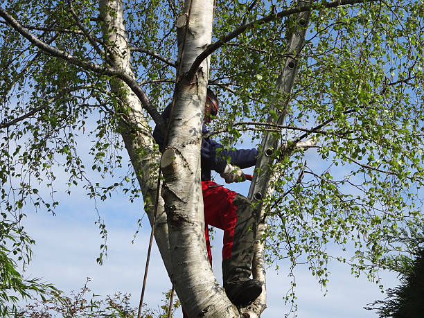 How Our Tree Care Process Works  in  Fairview, GA