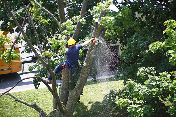Best Storm Damage Tree Cleanup  in Fairview, GA